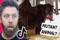 Wildlife Expert Reacts To Viral