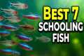 7 Schooling Fish for Freshwater