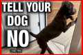 How to Get Your Dog to Stop Doing