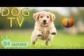 DOG TV: Best Videos Relaxing &