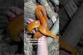 What to do if your snake bites you