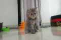 How to train your persian cat kitten