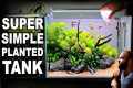 How To Make Your First Planted Tank