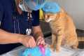 Cat Become The Best Employee Of The