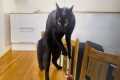The Funniest Black Cat Behavior of