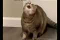 When the catnip hits pt. 2