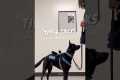 Service Dog at School - Tips &