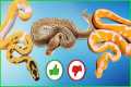Rating YOUR Snakes: The Most “Super”