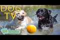 DOG TV: Videos Anti-Anxiety for Dogs