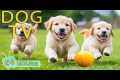 DOG TV: Video Keep Dogs Happy &