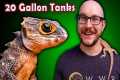 Top 5 Reptiles That Can Live in a 20