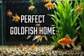 How to Set Up a Goldfish Tank (the