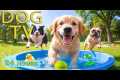 DOG TV for Dogs to Watch: Videos