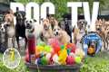 Videos for Dogs to Watch 🐶 Dog TV: