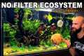 ADDING FISH TO THE ECOSYSTEM: ULTRA