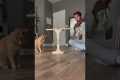 WORLDS SMARTEST CAT
