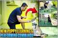 Puppy Training Made Easy: Fun and