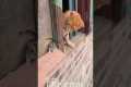 Cat Tries to Catch Mouse But What