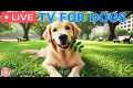 🔴24 Hours of Dog TV🎵🐶Soothing