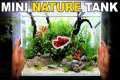 Making A Mini Betta Fish Nature