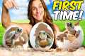 First Time Hatching Baby Turtles at