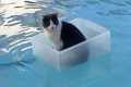 CATS will make you LAUGH YOUR HEAD