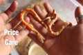 Before keeping Pet Snakes in India,