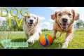 DOG TV for Dogs to Watch: Best