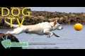 DOG TV: Best Videos to Entertain