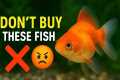 Top 7 Aquarium Fish You’ll Regret