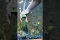 Two tips to clean your aquarium