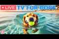 🔴24 Hours of Dog TV - Deep
