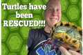 Turtles Are Rescued (Getting Proper