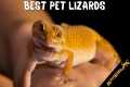 5 Best Beginner Friendly Lizard Pets: 