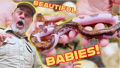 Unboxing Baby Snakes: A Fan Helps Me Open Snake Eggs🙌