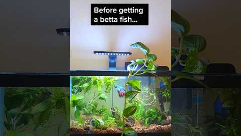 Betta fish tank essentials