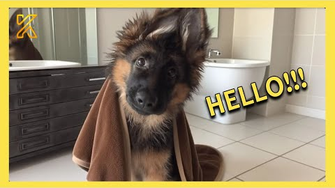 When You Live With a Comedian Dog 🤪 Funny Dog Videos 2025