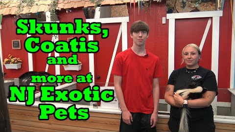Skunks Coatis and more at NJ Exotic Pets