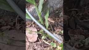 Exotic reptiles of Hawaii #Lizard #Gecko #viralshorts #nature #Exotic #animals #reptile #original