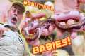 Unboxing Baby Snakes: A Fan Helps Me