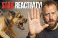 Struggling With a Reactive Dog? Try