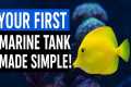 Beginner's Guide to Marine Fish