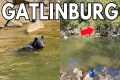 Gatlinburg Black Bear Swimming In The 