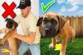 Puppy Training- How To Potty Train
