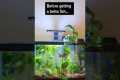 Betta fish tank essentials