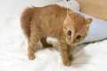 Kitten system crash 🐱 Funny Cats