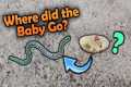 Our Milksnakes Hatched!! Then escaped.