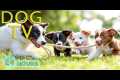 DOG TV: Best Videos Prevent Boredom
