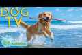 DOG TV: Video Fun to Keep Dogs