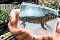 I’m About to Freeze My Reptiles –